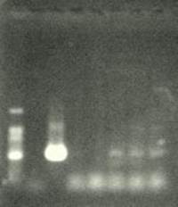 Рис. 3. Результаты ПЦР-анализа с праймерами 35S/ac растений клевера лугового, трансформированных  штаммом, содержащим вектор с геном ac 
(t отжига 52 ºС)
лунки: 1 — маркер молекулярной массы, 2 — вода, 3 — плазмида pK22ac, 4 — pK22ac + ДНК исходного образца (контроль — Р8), 5 — ДНК исходного образца (Р8), 6–8 (№ 1, 2, 6)