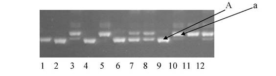 Рис. 1. Продукты амплификации ДНК с использованием SSR праймеров, 
где 1, 2, 3 … n — выборка растений из расщепляющейся популяции клевера лугового; А и а — полиморфизм одного из локусов