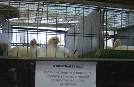 13 декабря 2016 г. во ВНИИ кормов успешно прошла приемка опытов по кормлению цыплят-бройлеров, в рацион которых включено зерно ржи с низким содержанием антипитательных веществ.